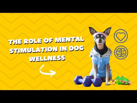 The Role of Mental Stimulation in Dog Wellness [Video]