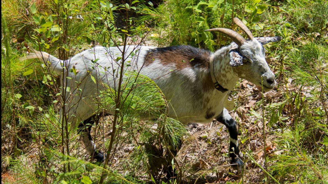 Cobb County hires goats to eat weeds [Video]