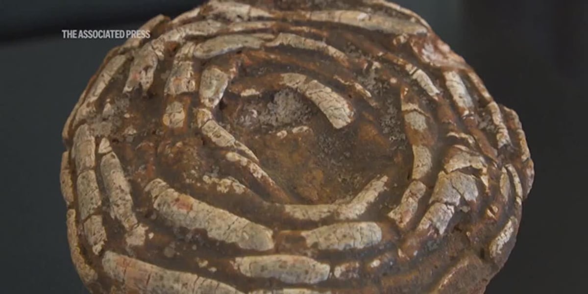 Museum tells the stories of ancient animals through their fossilized poop [Video]