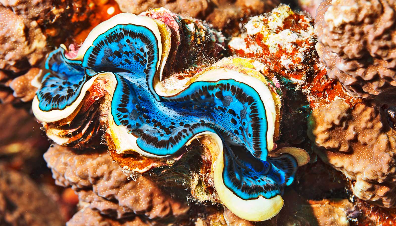 Giant clams could inspire better solar power systems [Video]