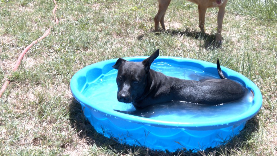 All Kind Abilene pushes foster plea to protect animals from heat [Video]