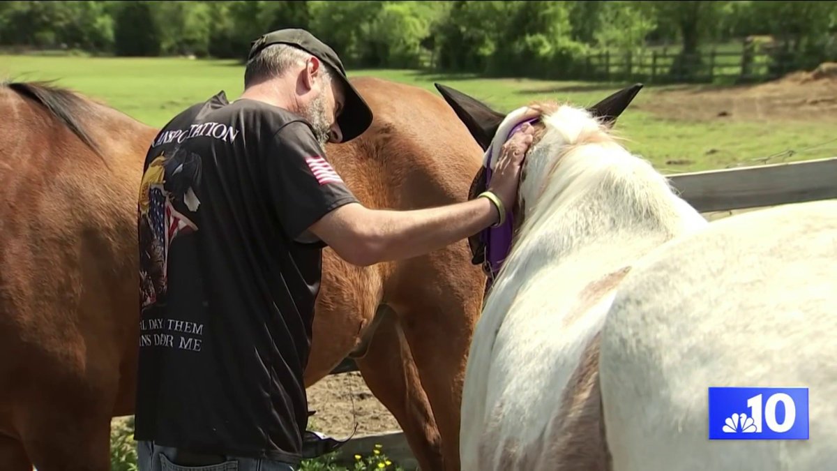 Heres how a New Jersey horse sanctuary is impacting the lives of veterans  NBC10 Philadelphia [Video]