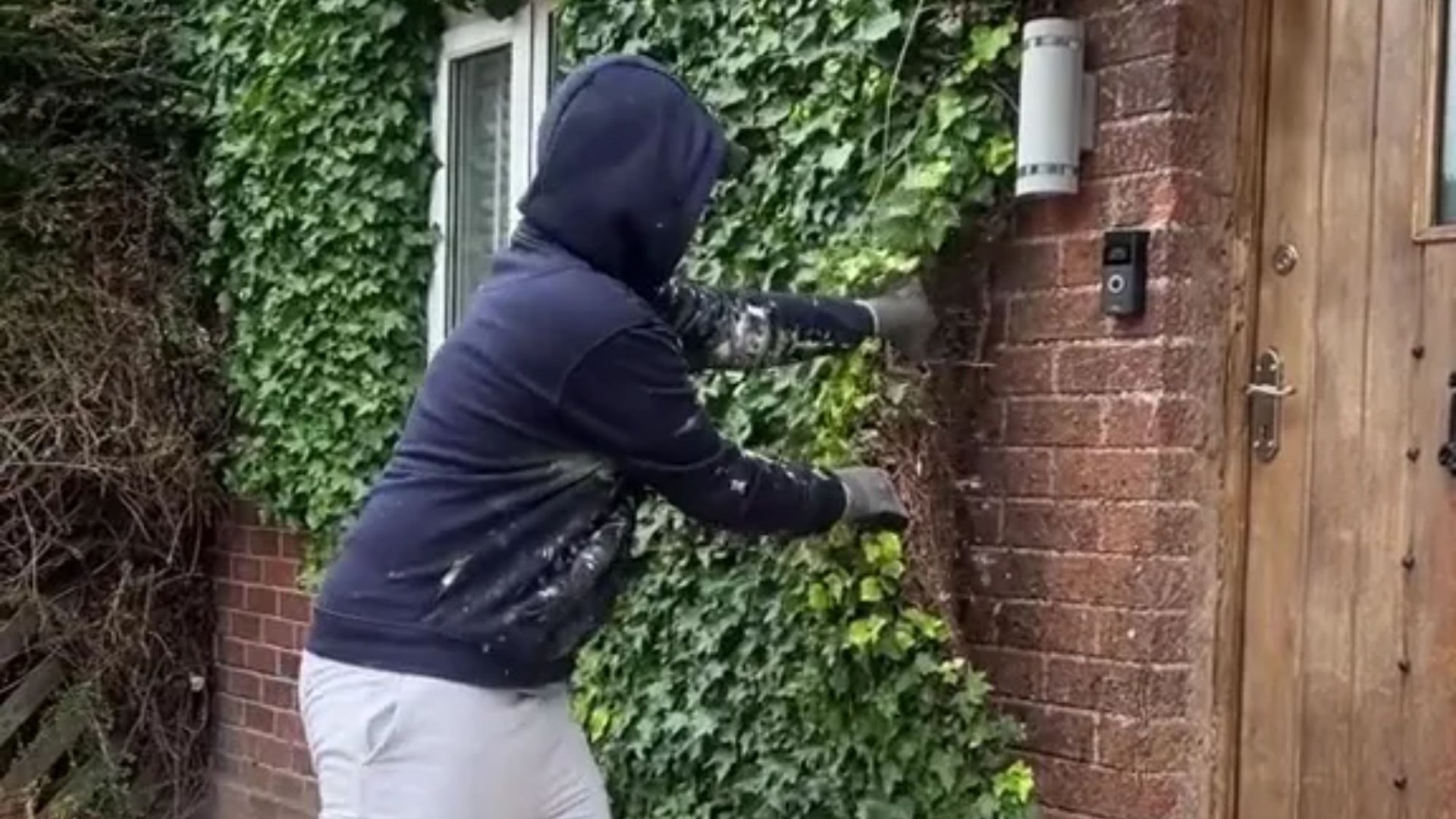 ‘Removed all the character’ people sob as young couple rip ’20 years of ivy’ off the front of their house over the BUGS [Video]